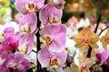 Phalaenopsis Orchid pink flowers in store. Potted orchidea. Many flowering plants, nature floral background. Beautiful flowers Royalty Free Stock Photo