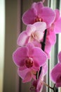 Phalaenopsis orchid pink speckled on a gray blurred background, shadows, on two flower stalks in a pot basket and green Royalty Free Stock Photo