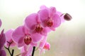 Phalaenopsis orchid pink speckled on a gray blurred background, shadows, on two flower stalks in a pot basket and green Royalty Free Stock Photo