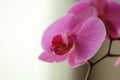 Phalaenopsis orchid pink speckled on a gray blurred background, shadows, on two flower stalks in a pot basket and green Royalty Free Stock Photo