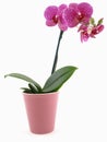 Phalaenopsis Orchid Pot