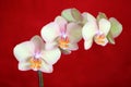 Phalaenopsis Orchid on red