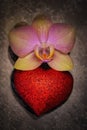 Phalaenopsis orchid with red heart for decoration greetings Royalty Free Stock Photo