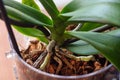 Nurturing Beauty: Phalaenopsis Orchid Roots in Flower Pot