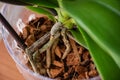 Phalaenopsis orchid roots and new small root in flower pot with substrate and green leaves at home Royalty Free Stock Photo