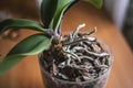Phalaenopsis orchid roots in a transparent flowerpot, growing ornamental plants at home,
