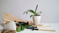 Phalaenopsis orchid transplant at home, seasonal garden care. Mini orchids, ceramic pots, garden tools and soil on a white table