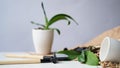 Phalaenopsis orchid transplant at home, seasonal garden care. Mini orchids, ceramic pots, garden tools and soil on a white table