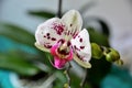 Orchid flower with purple dots and blurred background at home