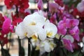 Phalaenopsis Orchid white and pink flowers in the store. Potted orchidea. Flowering plant, nature floral background Royalty Free Stock Photo