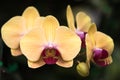 Phalaenopsis orchid Royalty Free Stock Photo