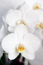 Phalaenopsis, Orchidee Royalty Free Stock Photo