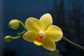 Phalaenopsis Orchidee Royalty Free Stock Photo