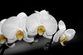 Phalaenopsis Orchids