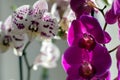 Phalaenopsis orchids blooming indoors in spring sunlight