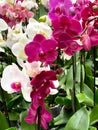 Phalaenopsis orchids blooming in winter flowering houseplants care tropical garden flower Royalty Free Stock Photo