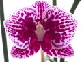 Phalaenopsis orkide Royalty Free Stock Photo