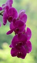 Phalaenopsis parishii flowers at the spring garden Royalty Free Stock Photo