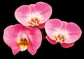 Phalaenopsis pink flower, black isolated background with clipping path. Closeup. no shadows. For design. Royalty Free Stock Photo