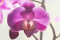 Phalaenopsis Pink white orchid one flower in bloom close up Royalty Free Stock Photo