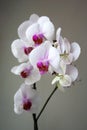 Phalaenopsis plant with white and purple flowers Royalty Free Stock Photo