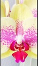 Phalaenopsis schilleriana orchid nature home Royalty Free Stock Photo