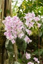 Phalaenopsis Schilleriana plant in Zurich in Switzerland Royalty Free Stock Photo