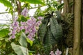 Phalaenopsis Schilleriana plant in Zurich in Switzerland Royalty Free Stock Photo