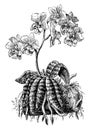 Phalaenopsis Schilleriana vintage illustration Royalty Free Stock Photo