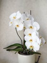 Phalaenopsis Sogo Yukidian in bloom
