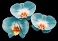 Phalaenopsis turquoise flower, black isolated background with clipping path. Closeup. no shadows. For design. Royalty Free Stock Photo
