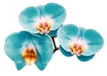 Phalaenopsis turquoise flower, black isolated background with clipping path. Closeup. no shadows. For design Royalty Free Stock Photo