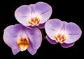 Phalaenopsis violet flower, black isolated background with clipping path. Closeup. no shadows. Royalty Free Stock Photo