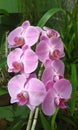 Phalaenopsis waving a pretty bunch of purple orchids Royalty Free Stock Photo