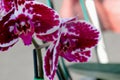 Phalaenopsis white with red blotches