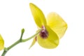 Phalaenopsis yellow orchid flower isolated on white Royalty Free Stock Photo