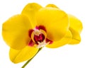 Phalaenopsis yellow orchid flower isolated on white Royalty Free Stock Photo