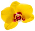 Phalaenopsis yellow orchid flower isolated on white Royalty Free Stock Photo