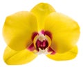 Phalaenopsis yellow orchid flower isolated on white Royalty Free Stock Photo