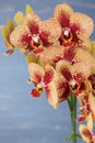 Phalaenopsis yellow and red orchid flowers against blue blurred background. Royalty Free Stock Photo