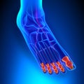 Phalanges Anatomy Bones with Ciculatory System