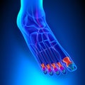 Phalanges Anatomy Bones with Ciculatory System