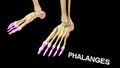 Phalanges Bones of Human Foot