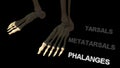 Phalanges Bones of Human Foot