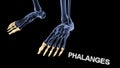Phalanges Bones of Human Foot
