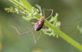 Phalangium opilio (female)