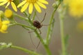 Phalangium opilio (female