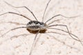 Phalangium opilio the harvestman arachnid Royalty Free Stock Photo