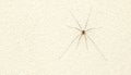 Phalangium opilio on light wall. Spider Royalty Free Stock Photo