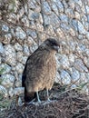 Phalcoboenus chimango. Wild animals in San Martin de los Andes. Fauna